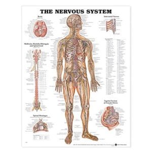 10065-HUMAN NERVOUS SYSTEM