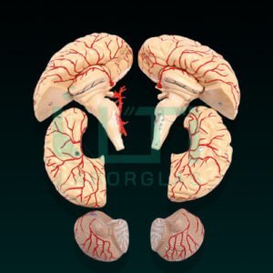 10210-Brain (Superior) parts