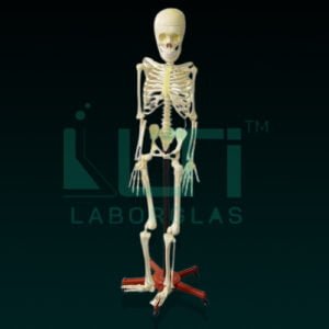 10250-HUMAN SKELETON