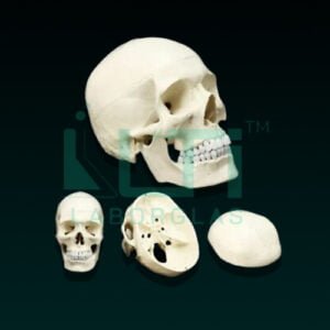 10310- LIFE SIZE SKULL