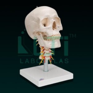 10320-SKULL WITH CERVICAL SPINE