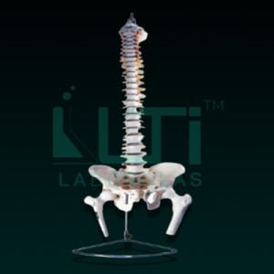 10340-VERTEBRAL WITH PELVIS & FEMUR HEADS