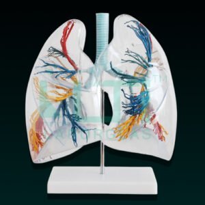 10406-MODEL OF THE TRANSPARENT LUNG SEGMENT