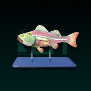 10410- BONY FISH GENERAL ANATOMY