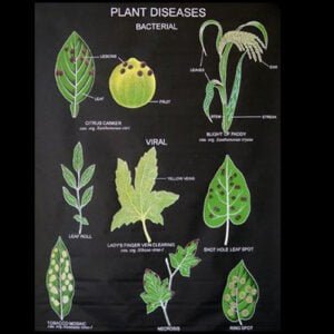 9800-Botany (Biology) Charts