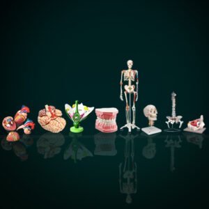 Top Human Anatomical Models Suppliers in india